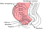 Uterus Size During Pregnancy